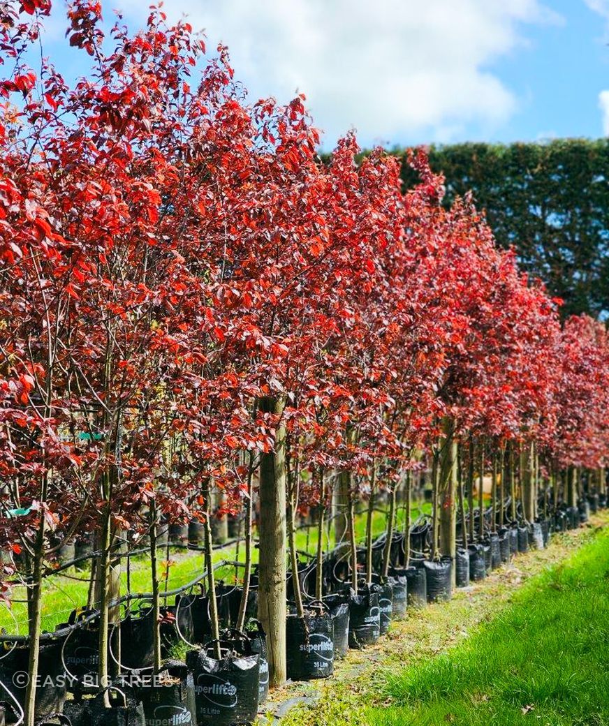 Photo: Pretty line of PRUNUS ceracifera 'Thundercloud' – Flowering Plum Tree in 35/45L container, 2.5m+ height. Also, 80L container, 3m+ height available at Easy Big Trees Nursery.