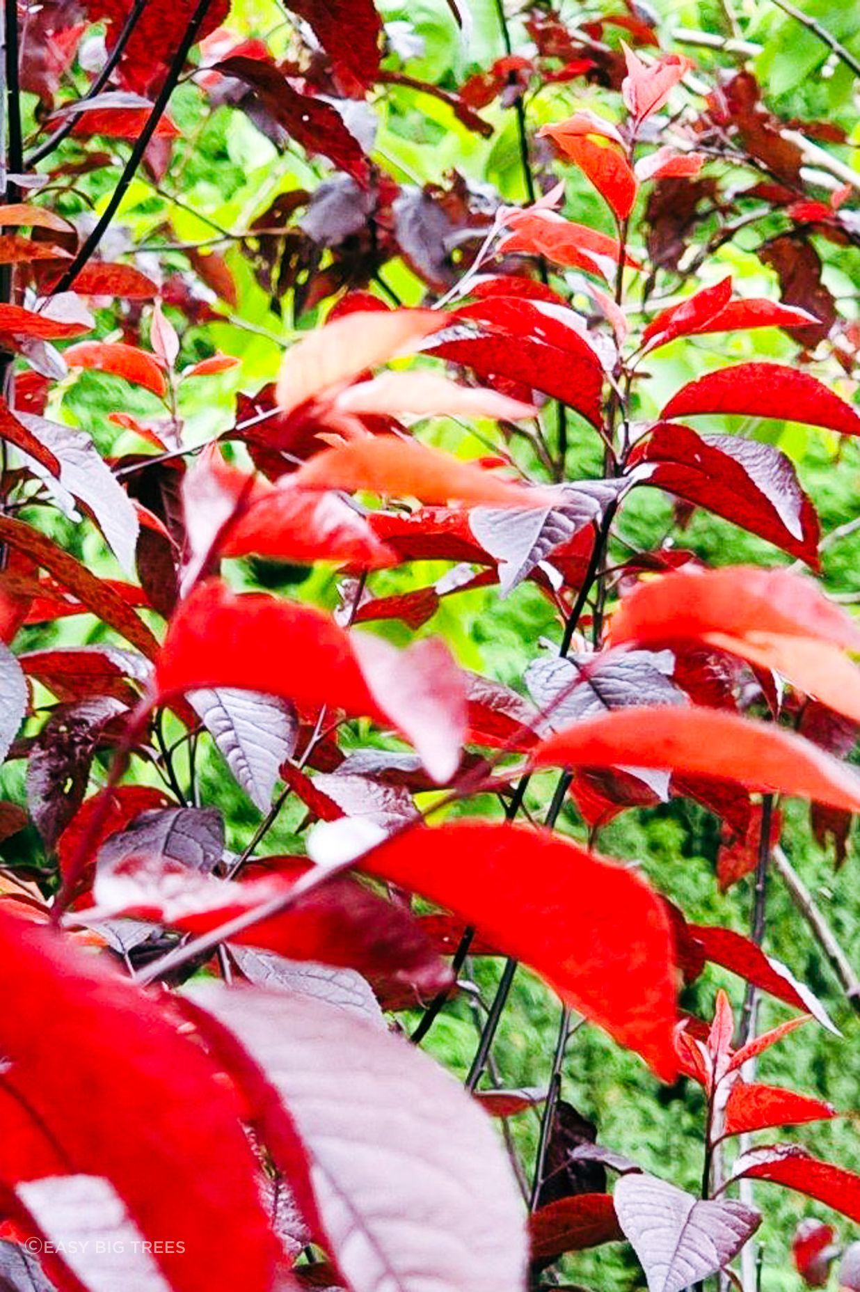 PRUNUS ceracifera 'Thundercloud' - Purple Flowering Plum foliage close up