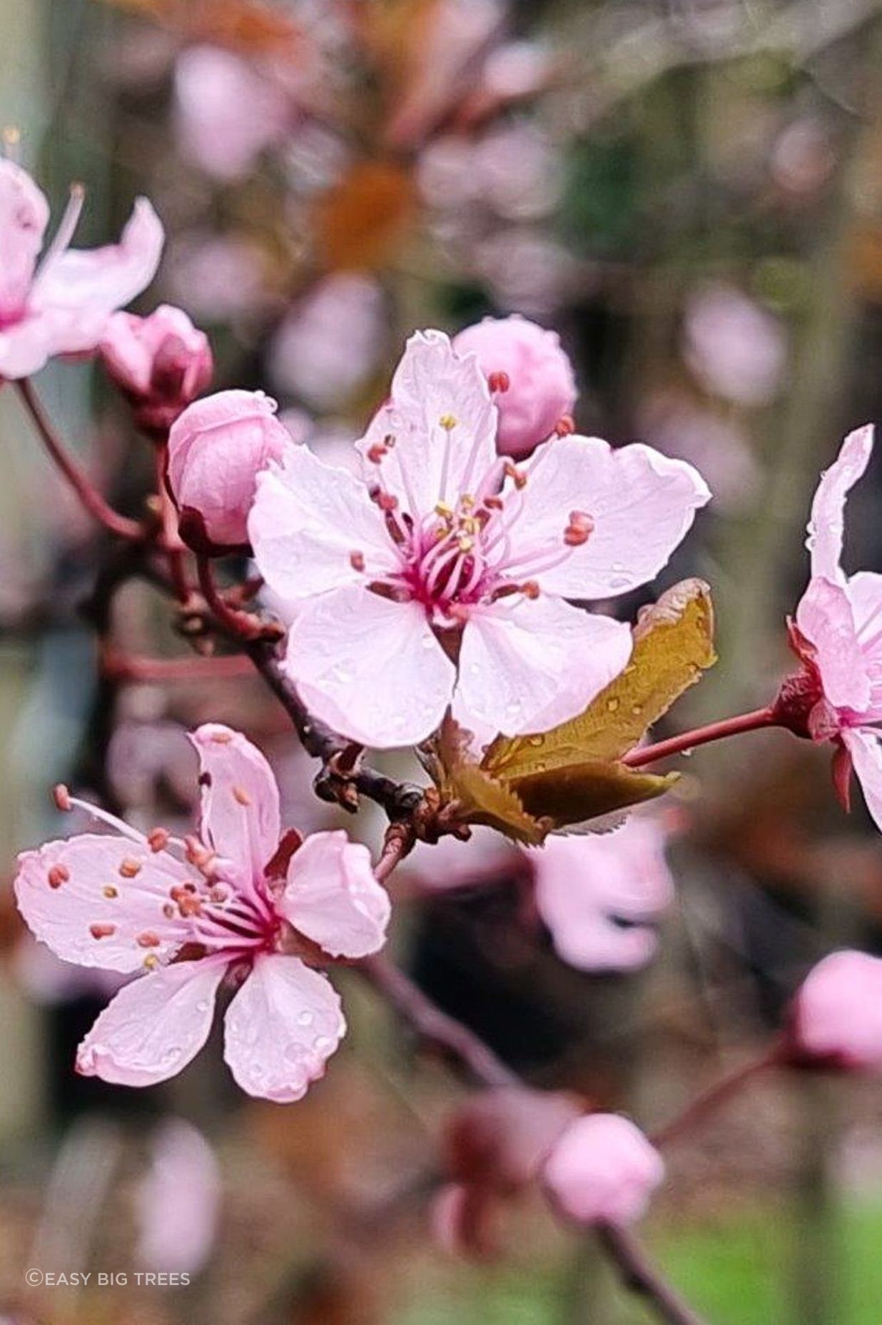 PRUNUS cerasifera ‘Thundercloud’ - Purple Flowering Plum Tree flower close up