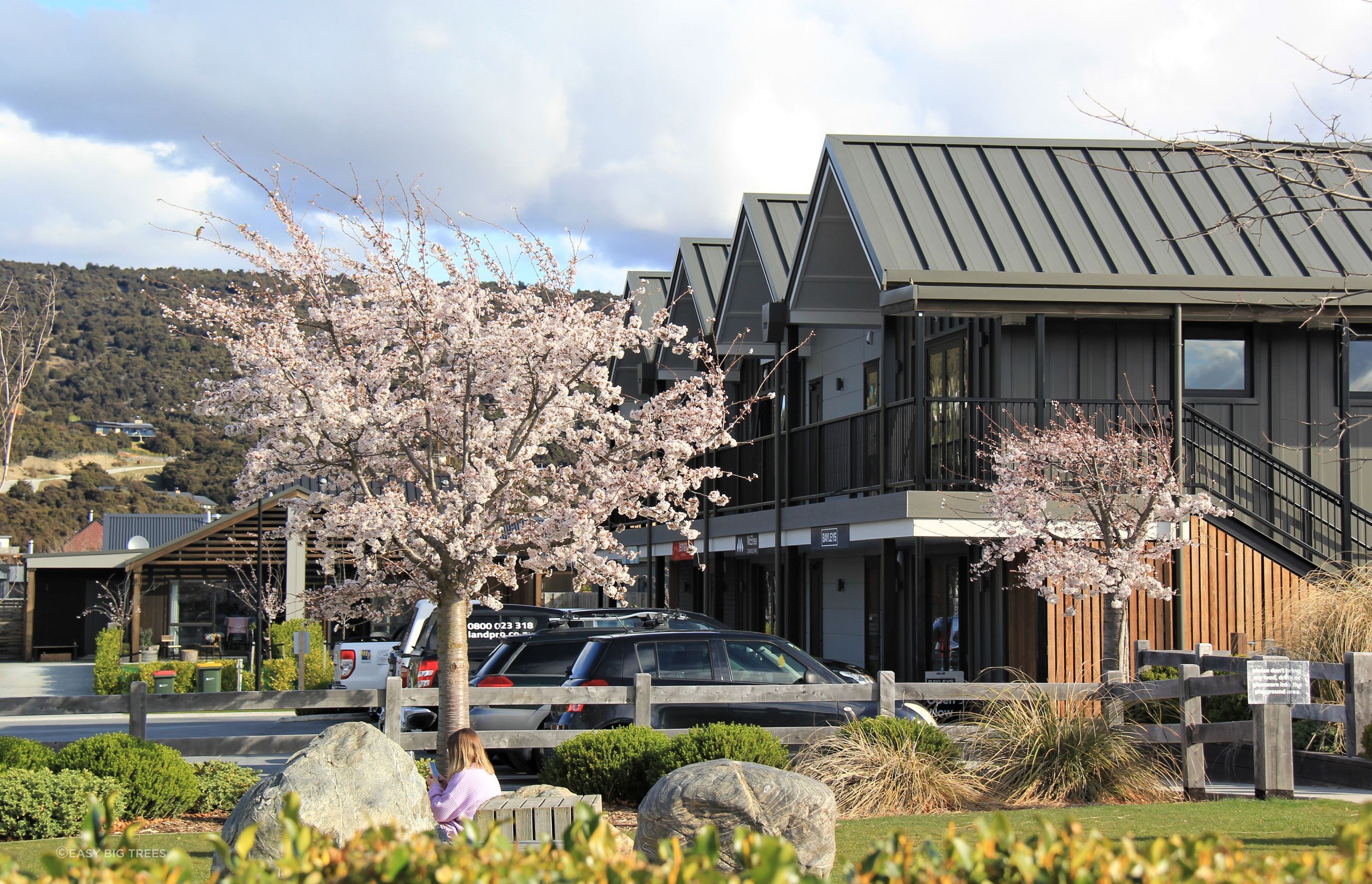 Yoshino Blossoming Cherries from the Heritage grade in Northlake, Wanaka, supplied by Easy Big Trees.