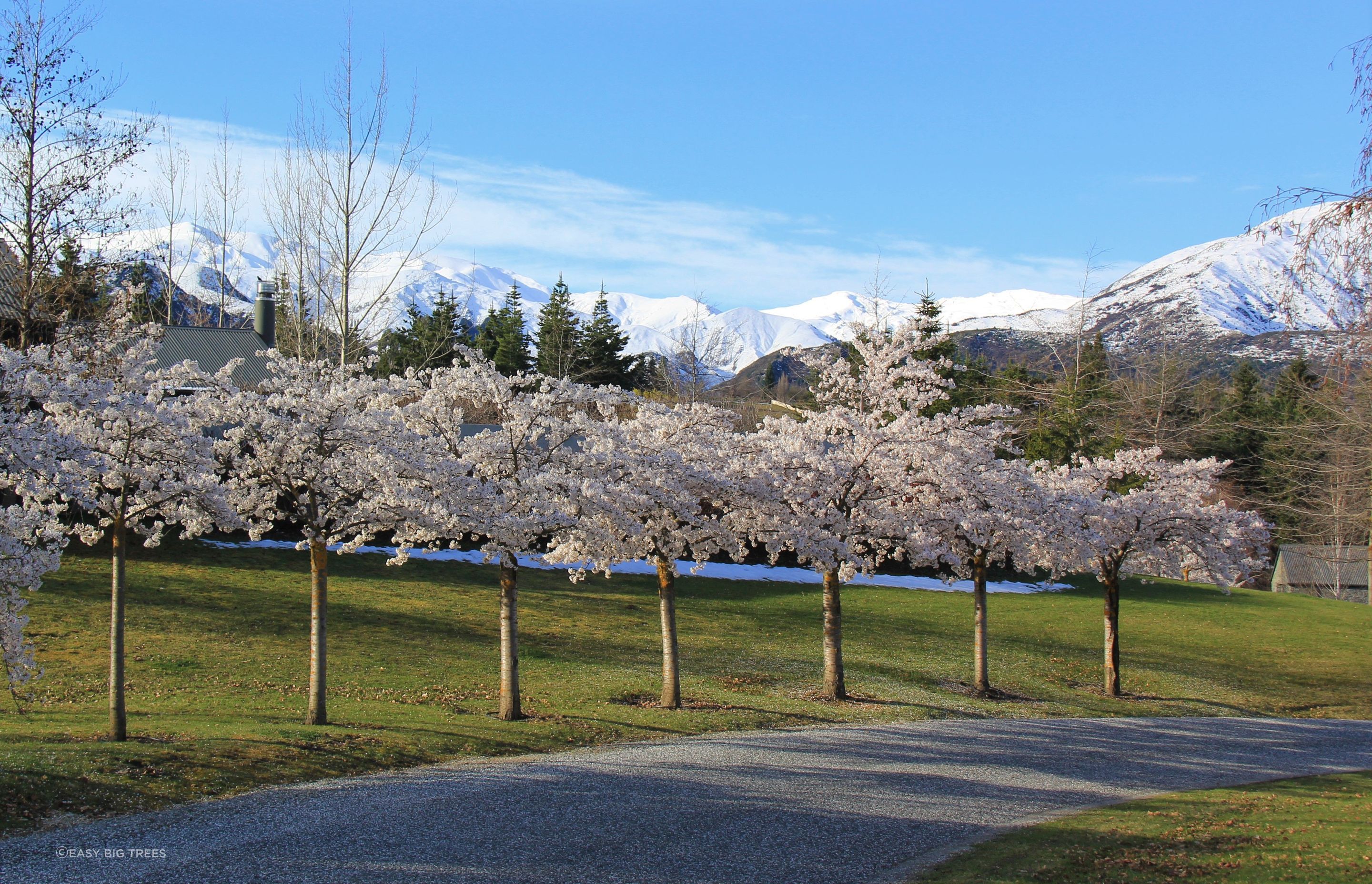 Yoshino Blossoming Cherries in Arrowtown, also supplied by Easy Big Trees.