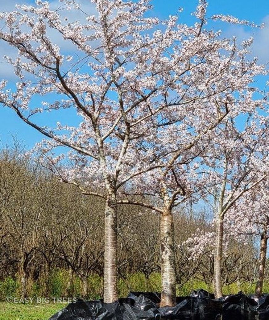 Prunus-Yedoensis-Heritage-Collection-2000lt-container-Sept-2022-19-resised-to-ArchiPro.jpg