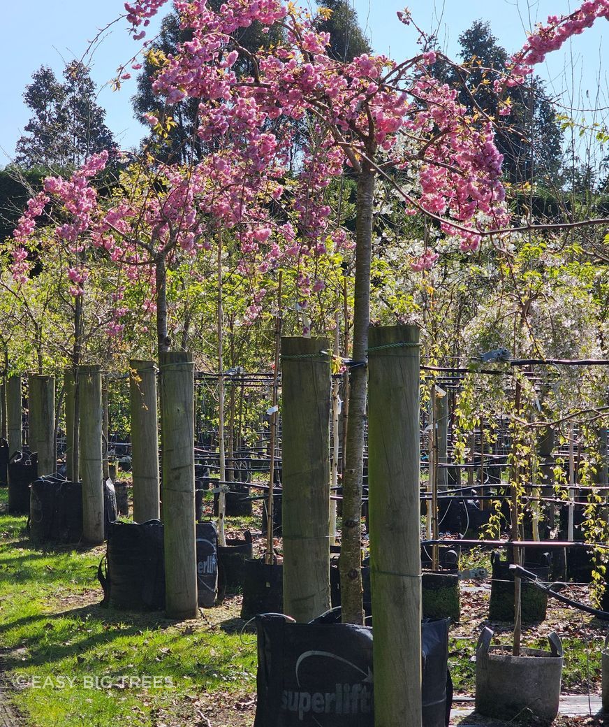 Photo: PRUNUS serrulata Kiku Shidare Sakura – Pink Weeping Cherry from heritage grade, 300L container, 2.5m height, 10+ years old. SOLD OUT, more available in 2025.