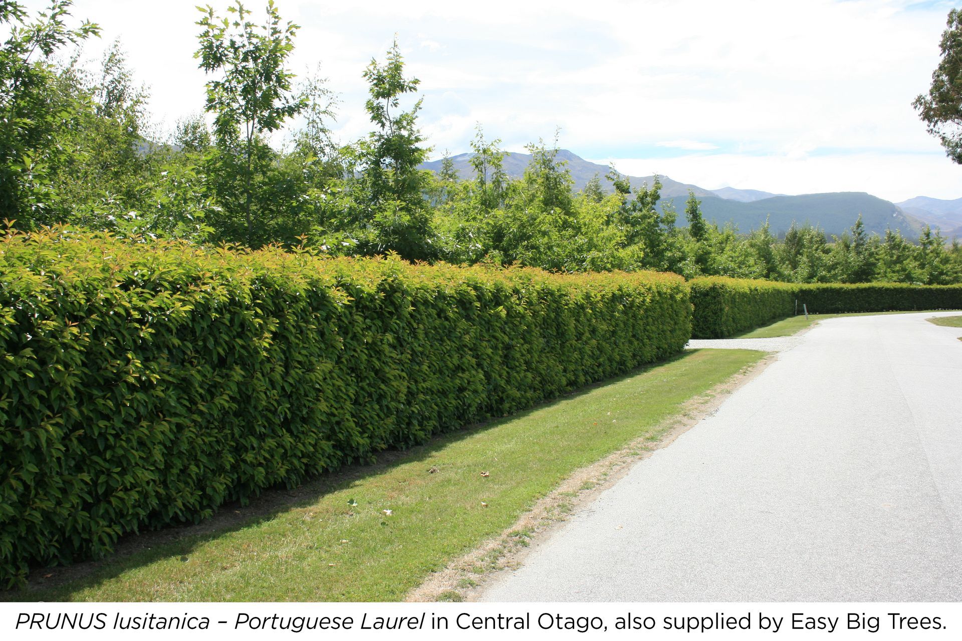 Prunus-lusitanica-banner-CENTRAL-OTAGO.jpg