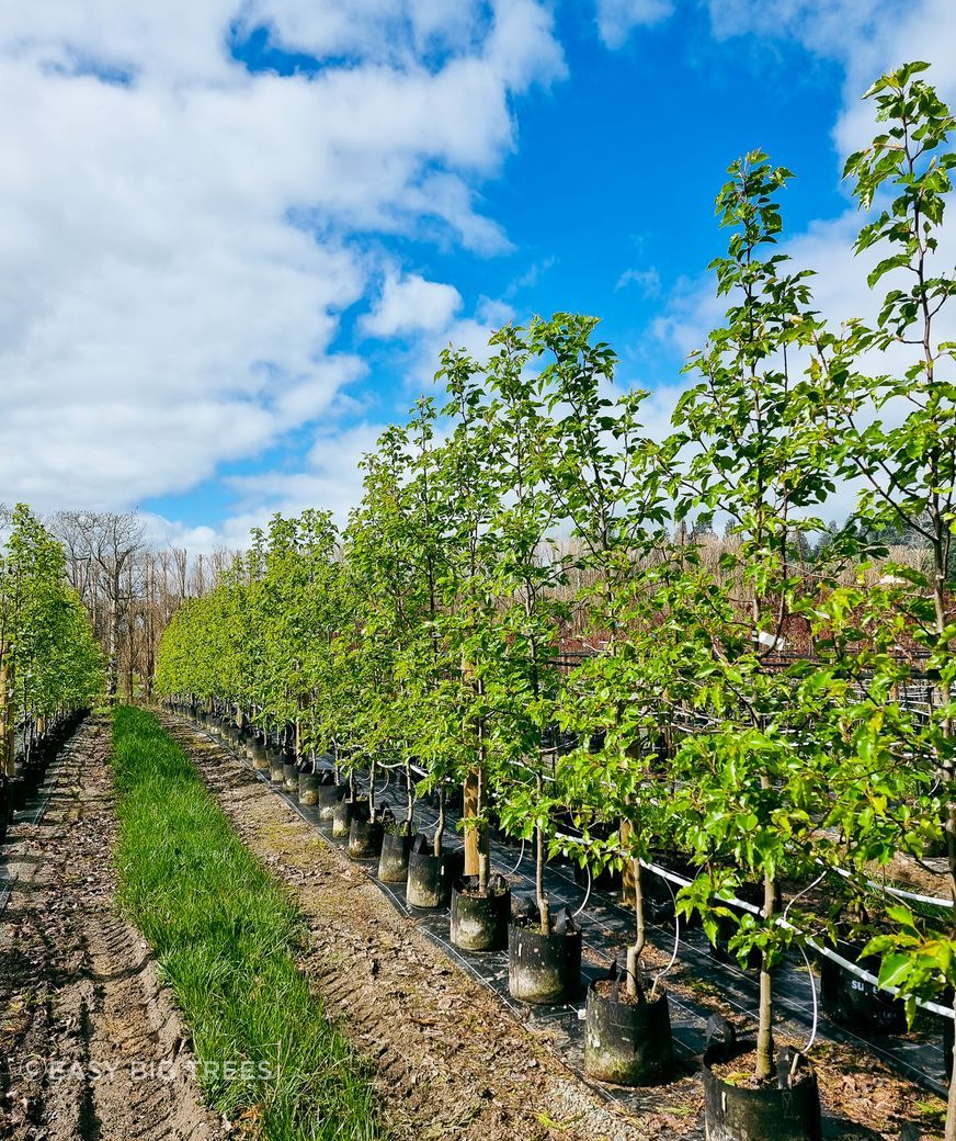 Pyrus-aristocrat-30lt-Sept-2023-2.jpg