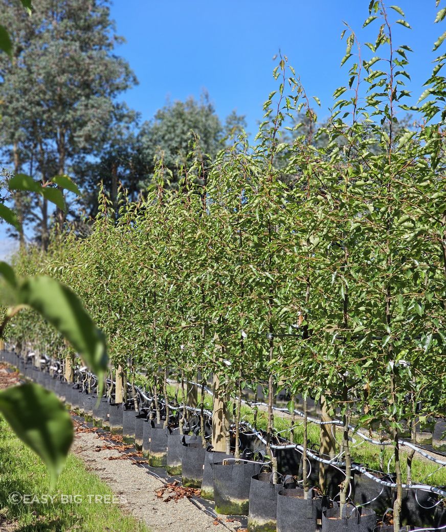 Pyrus-calleryana-Aristocrat-35-45lt-RP-Jan-2024-2.jpg