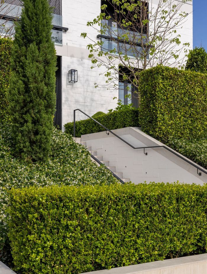 A bed of fragrant star jasmine cloaks the bank either side of the front steps.