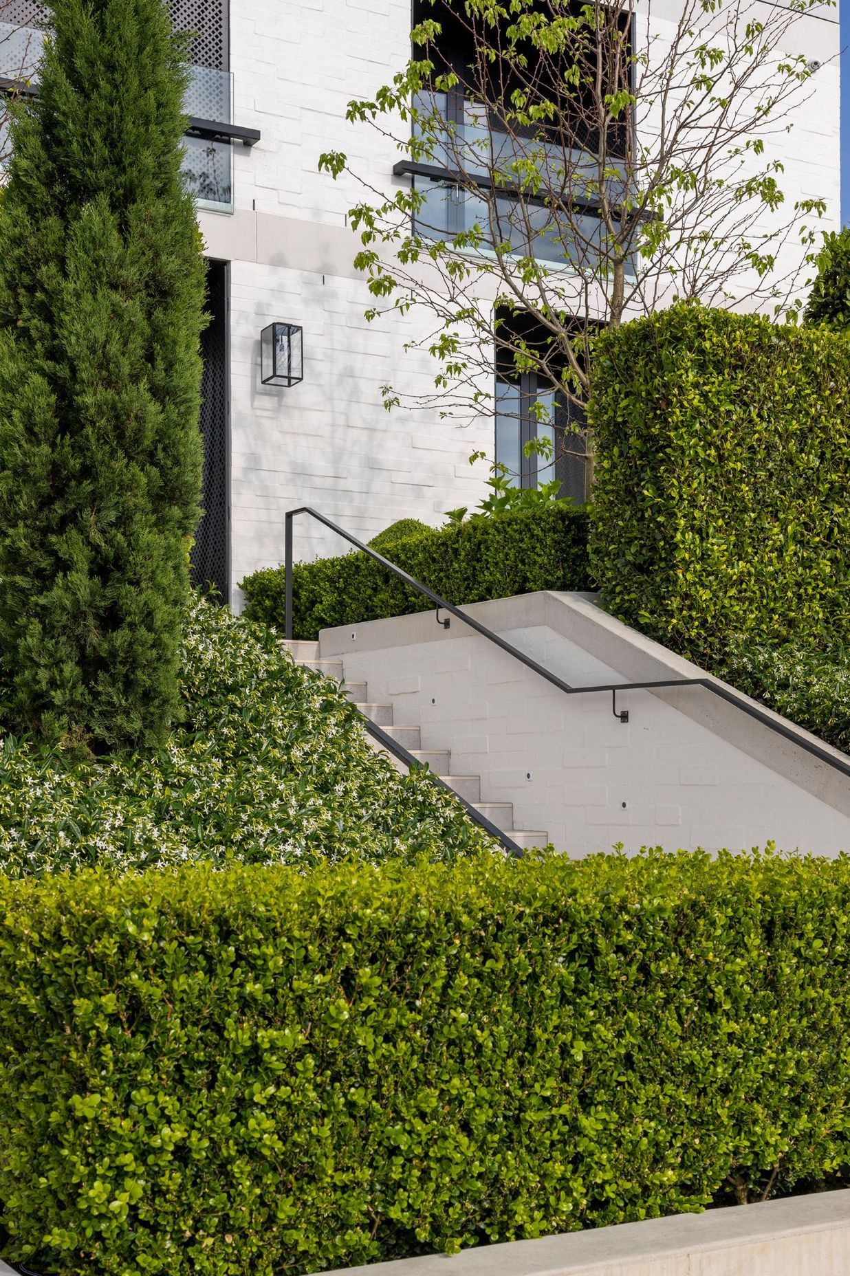 A bed of fragrant star jasmine cloaks the bank either side of the front steps.