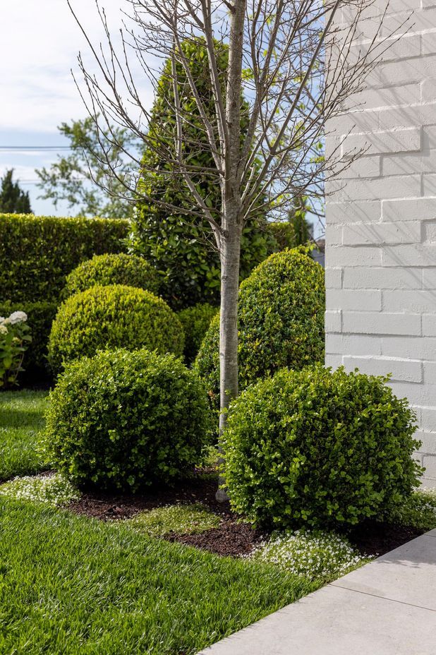 Topiaries of different sizes were selected by the owner, adding shape and texture to this inner-city garden.