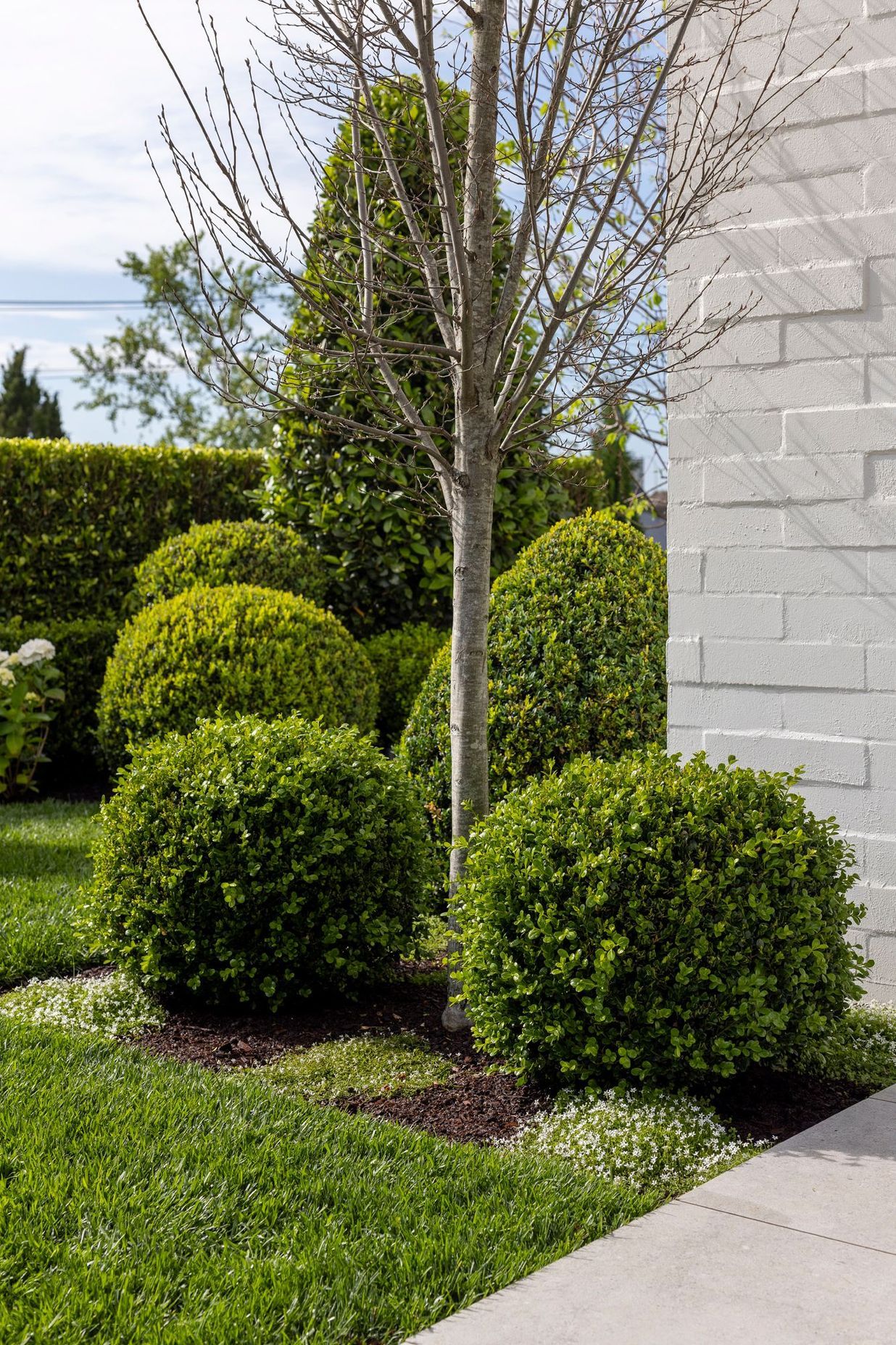 Topiaries of different sizes were selected by the owner, adding shape and texture to this inner-city garden.