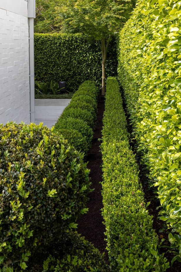 Hedges and lines of buxus green gem topiary balls add an element of structure to the garden.