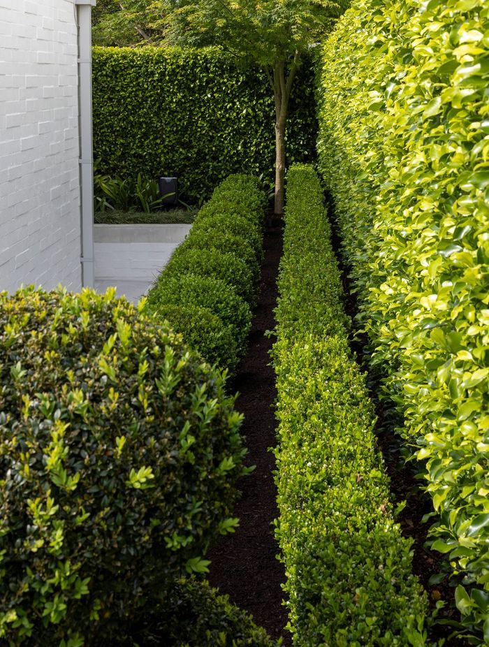Hedges and lines of buxus green gem topiary balls add an element of structure to the garden.