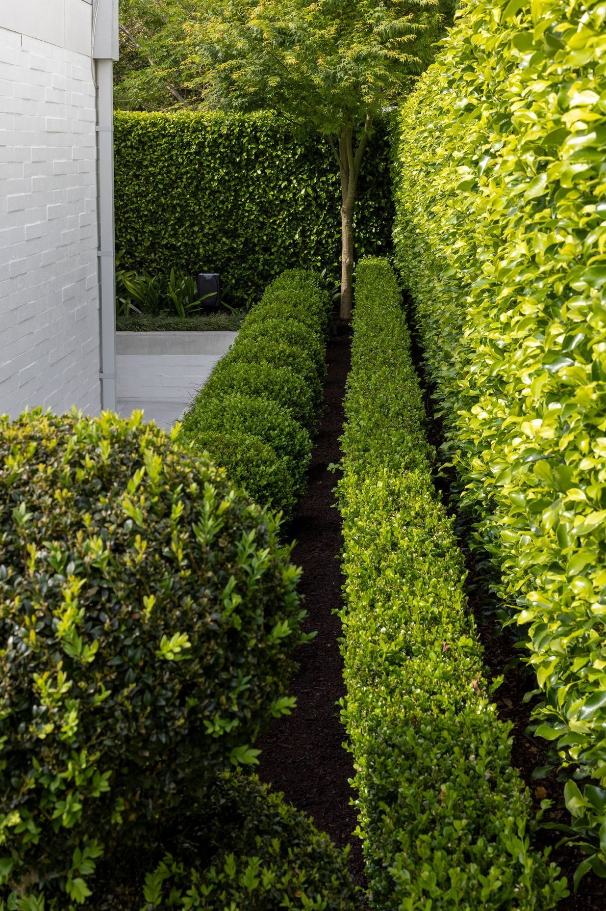 Hedges and lines of buxus green gem topiary balls add an element of structure to the garden.