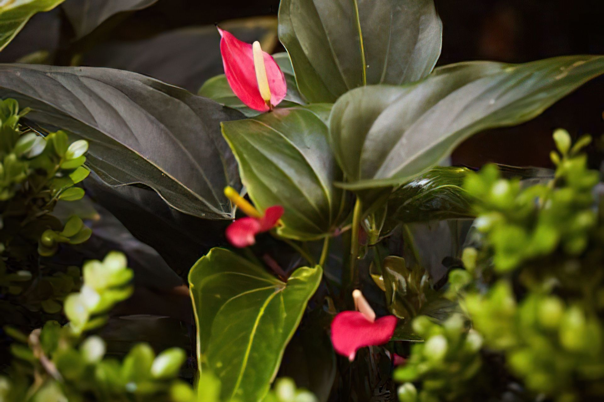 Creating beautiful shade gardens