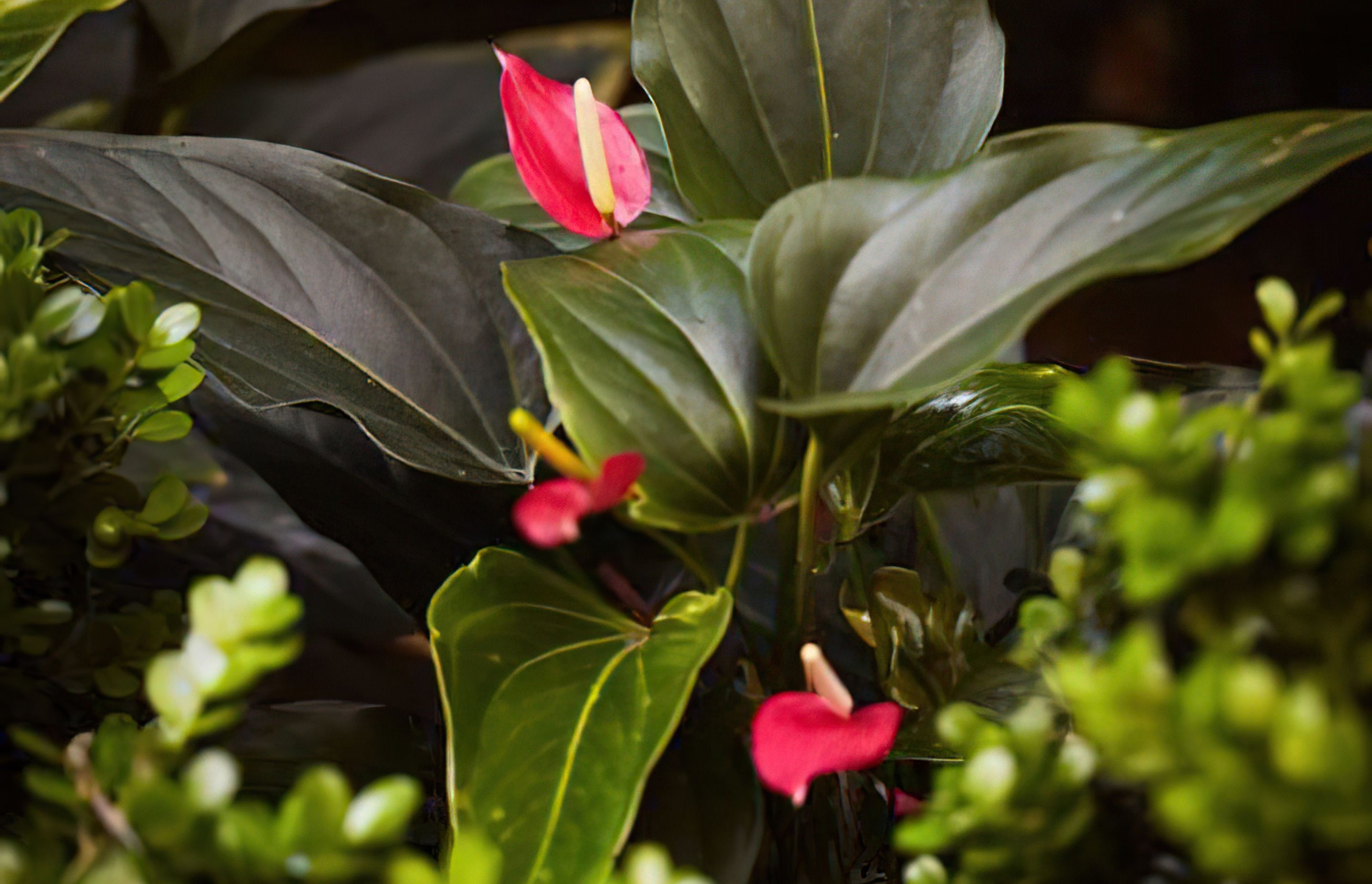 Creating beautiful shade gardens