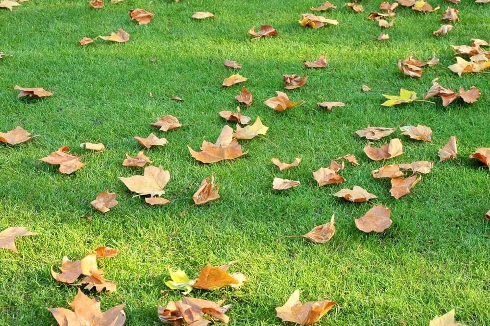 How to Look After Your Synthetic Grass: A Guide for Homeowners