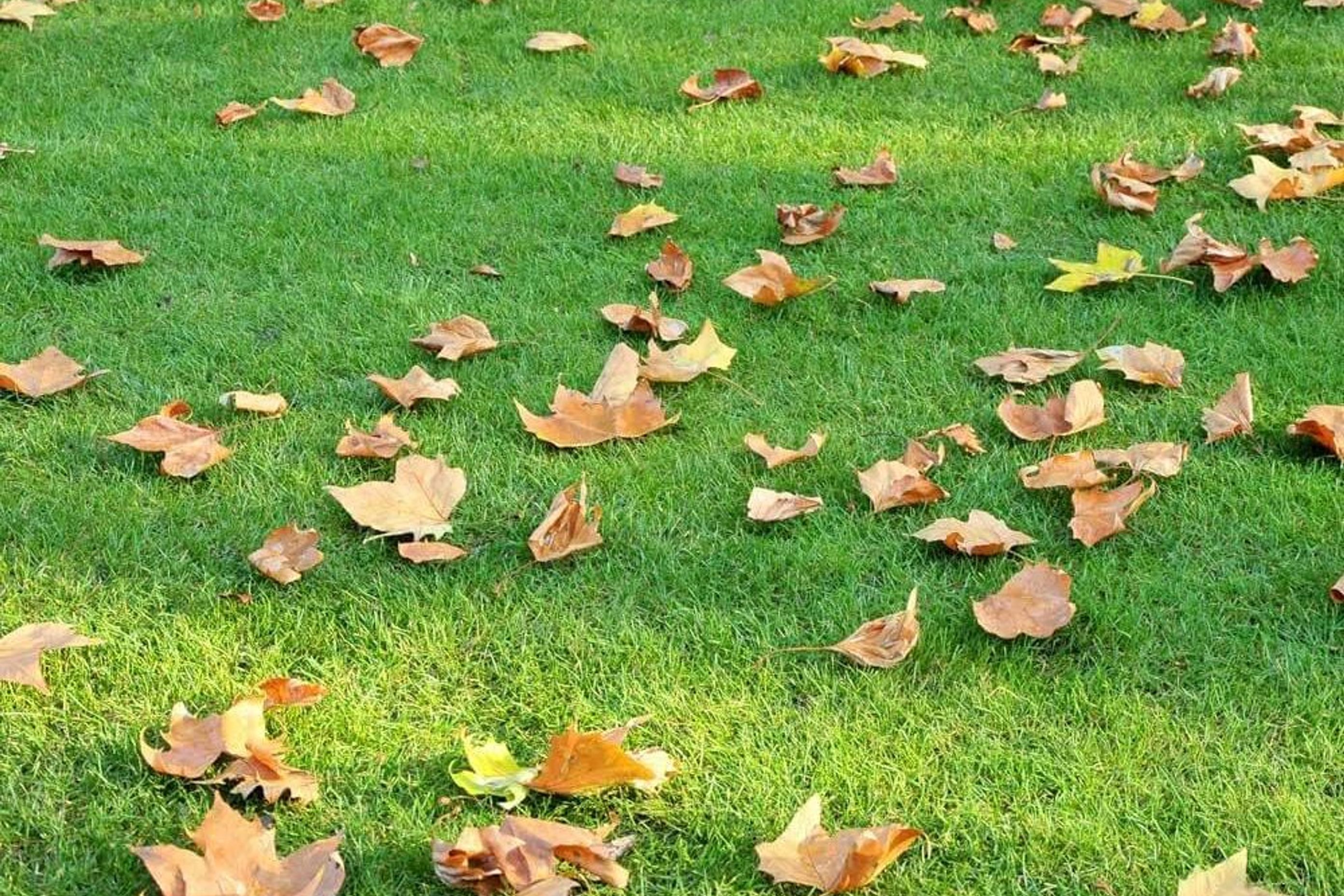 How to Look After Your Synthetic Grass: A Guide for Homeowners