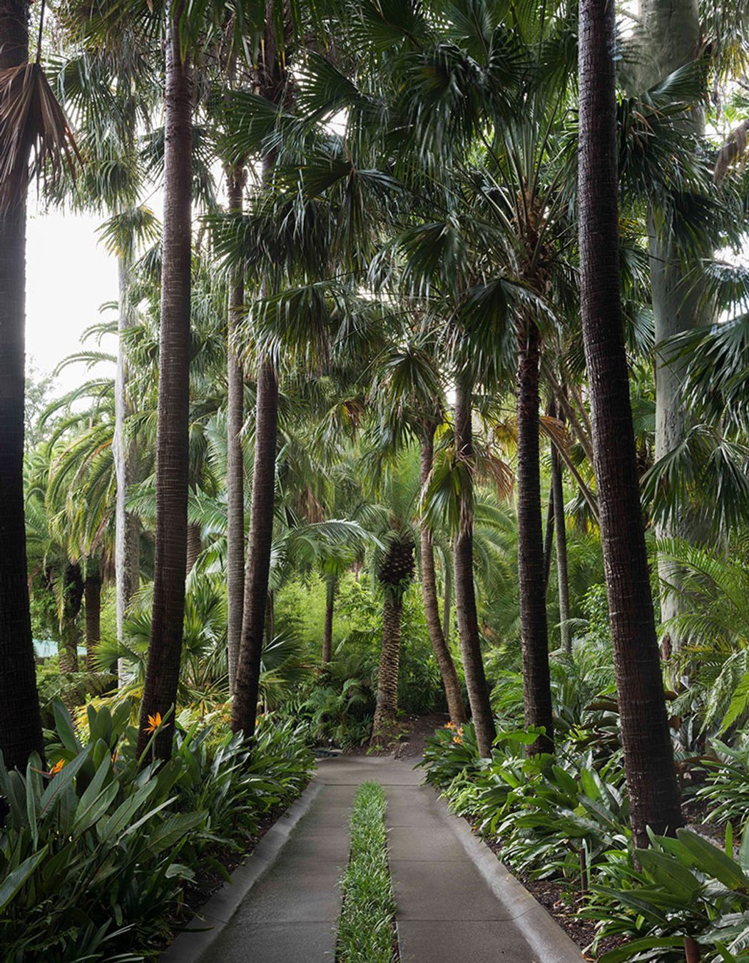 Why it’s Time to Stop Throwing Shade at Trees