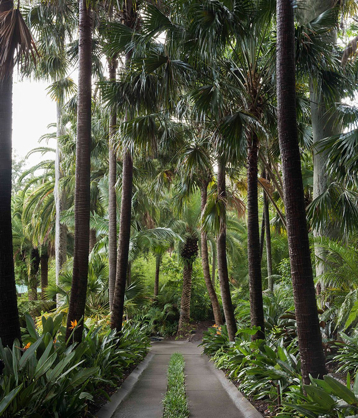 Why it’s Time to Stop Throwing Shade at Trees