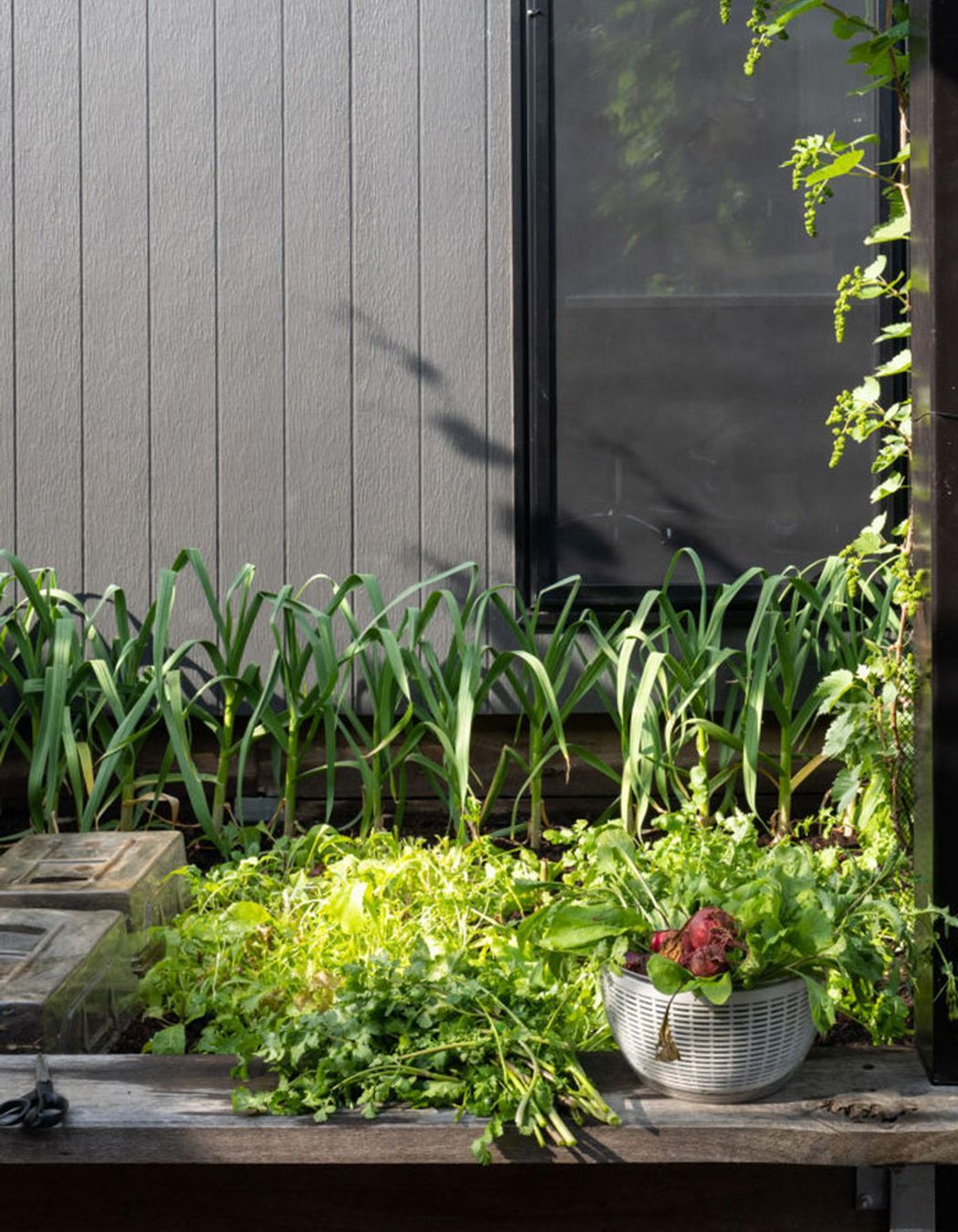 The End of the Veggie Patch