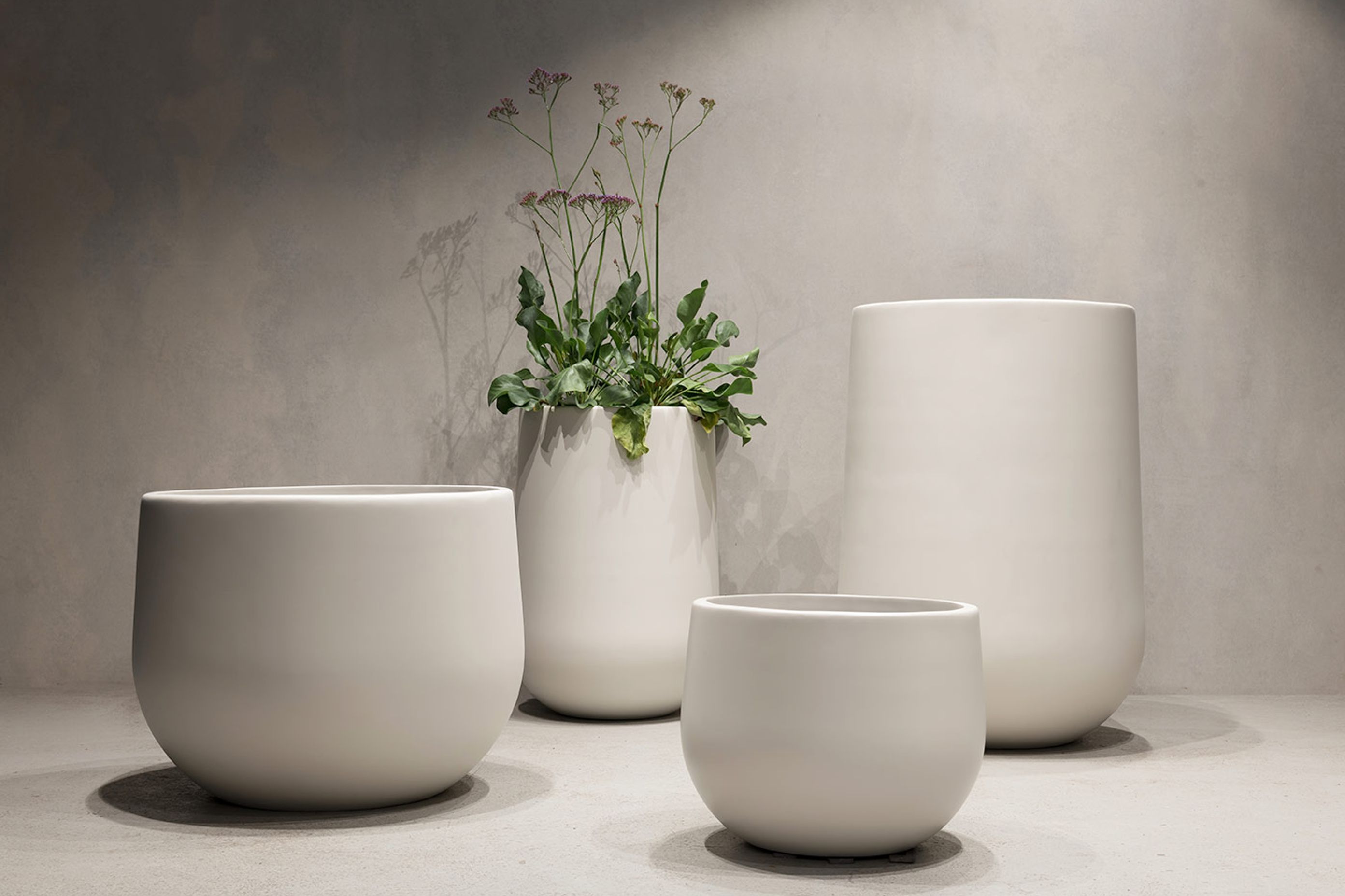 Indoor Plants