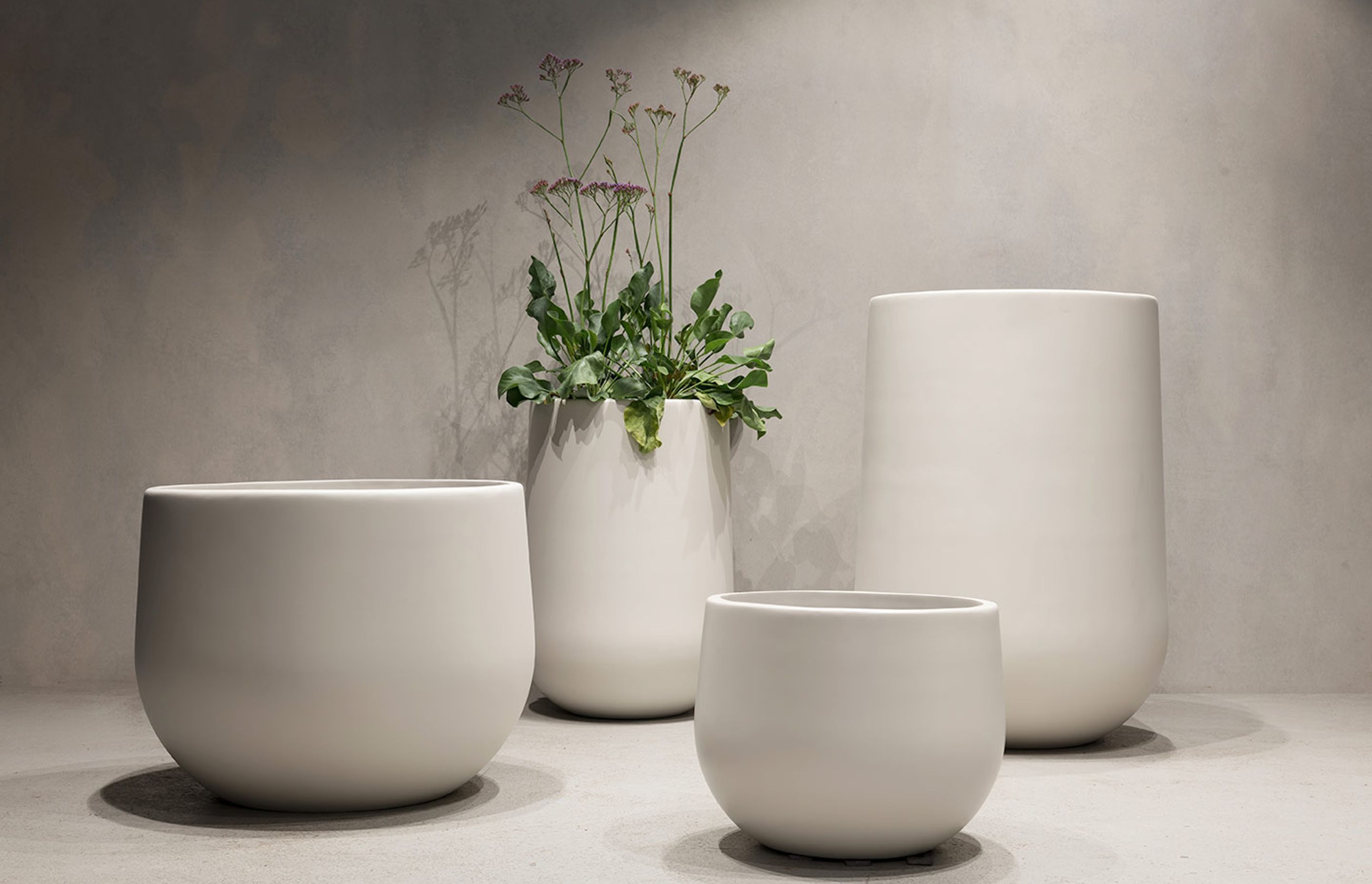 Indoor Plants