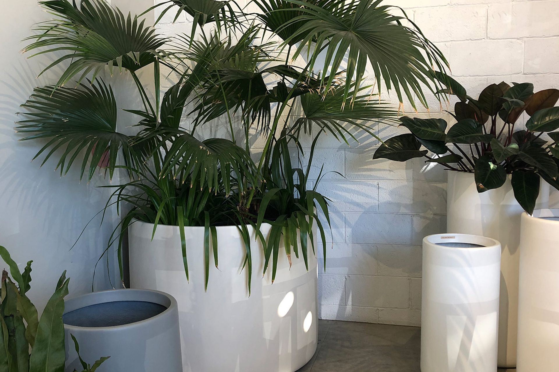 Indoor Plants