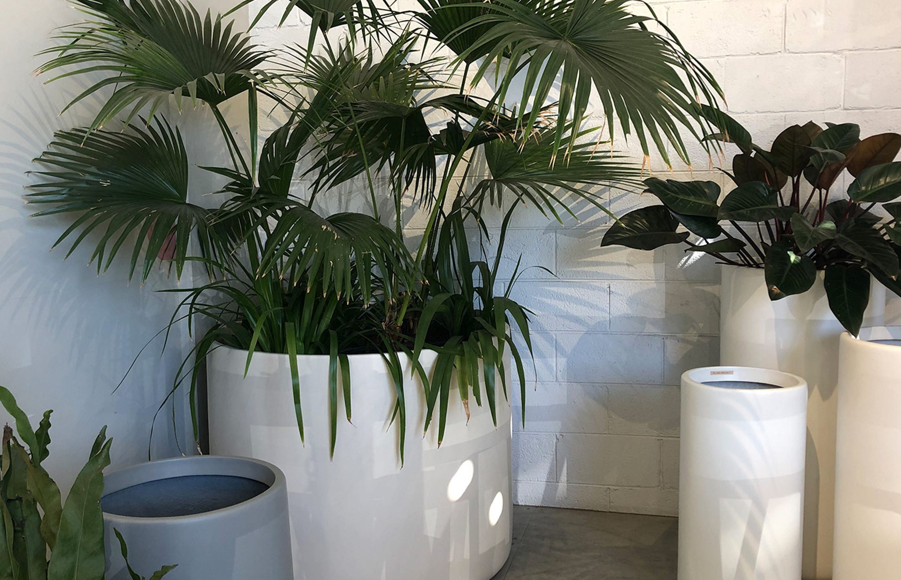 Indoor Plants