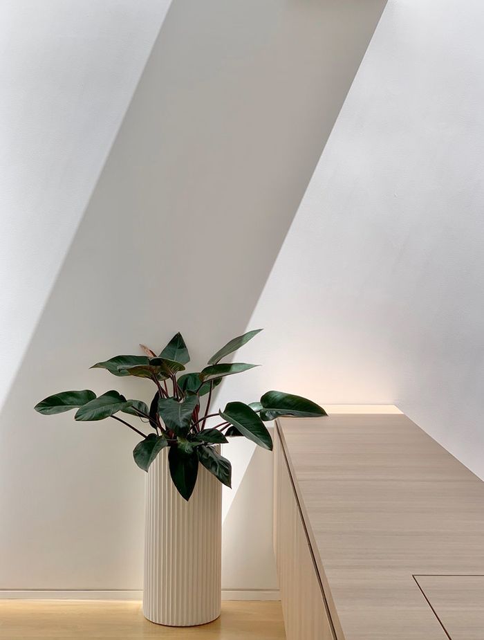 Indoor Plants