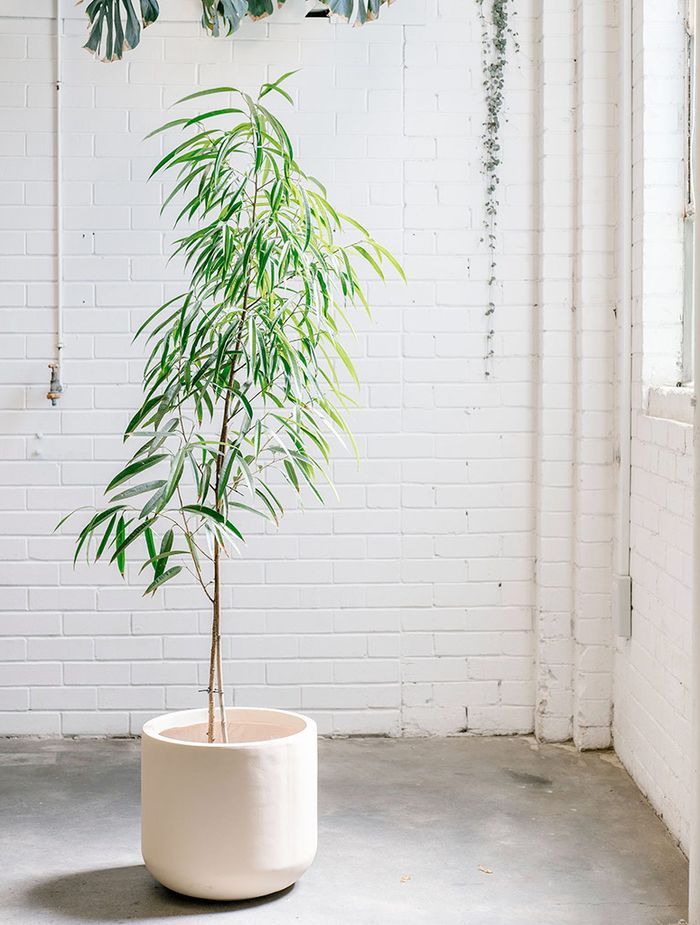 Indoor Plants