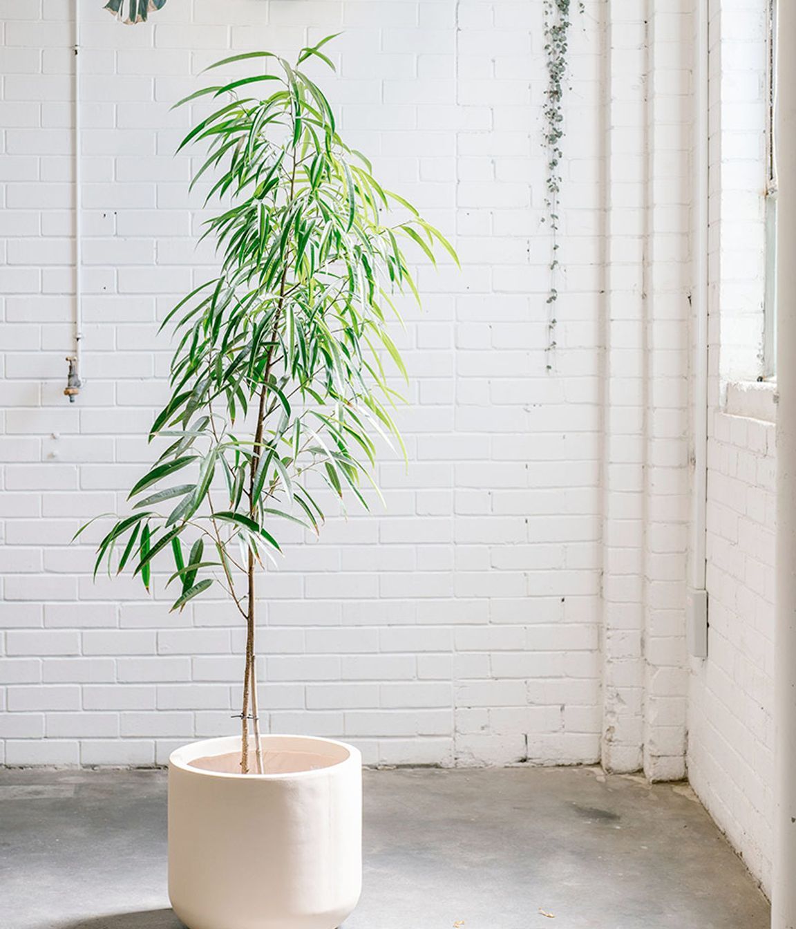 Indoor Plants