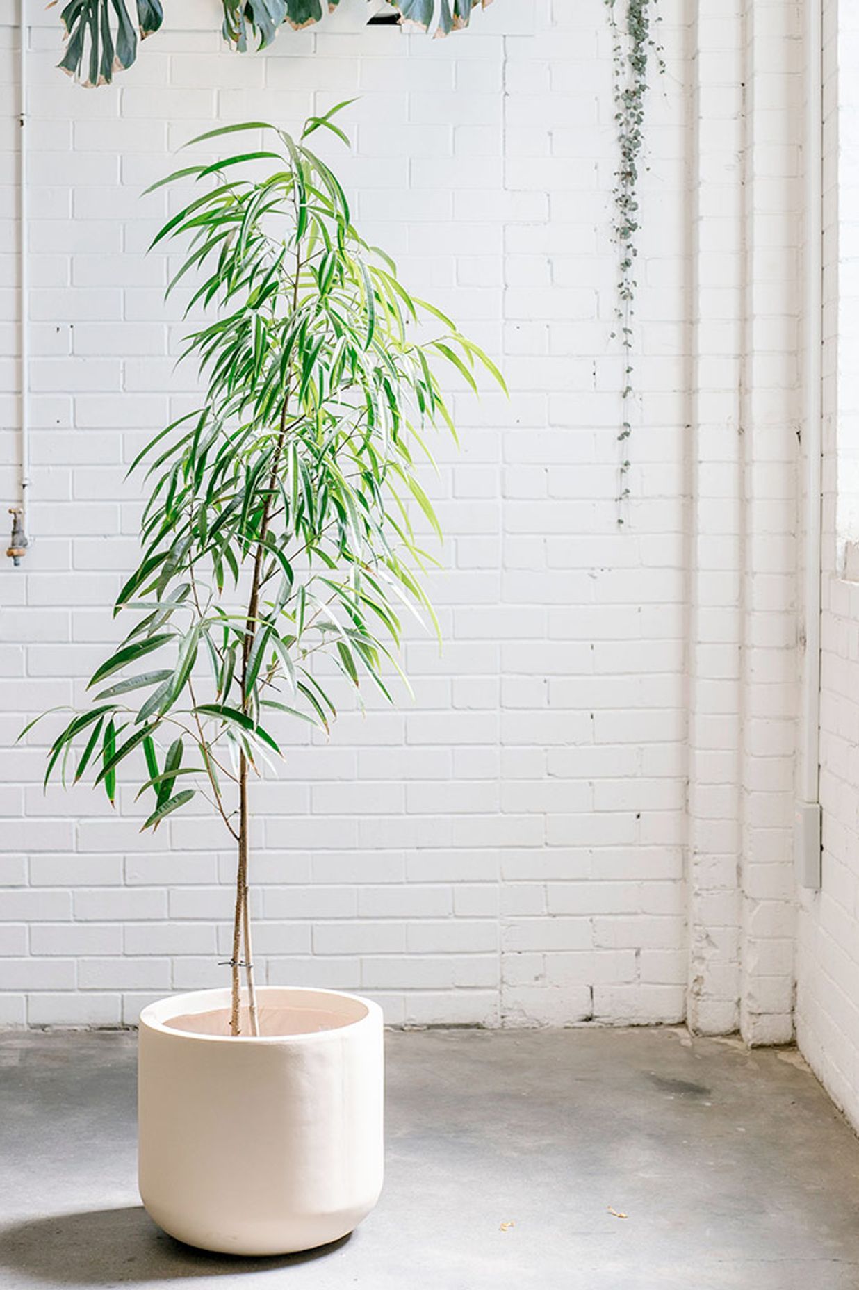 Indoor Plants