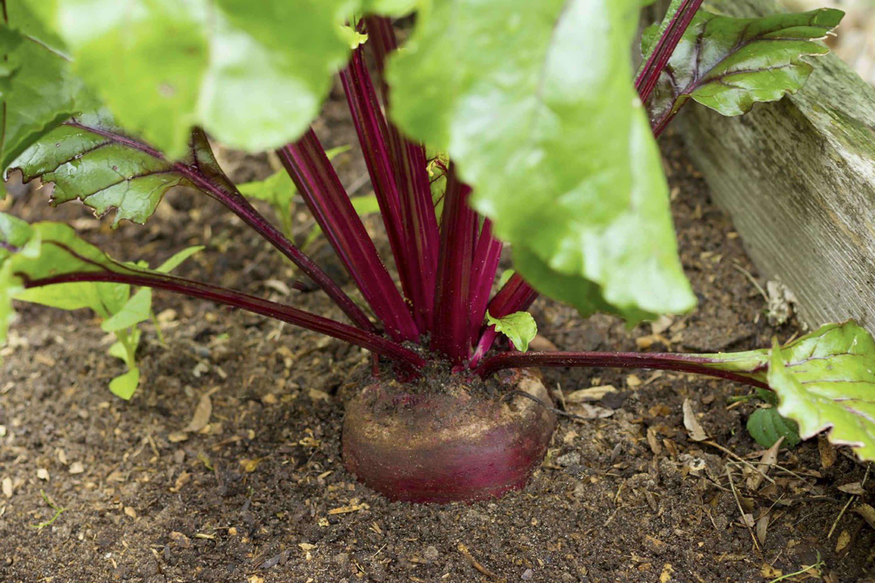 Winter Vegetables