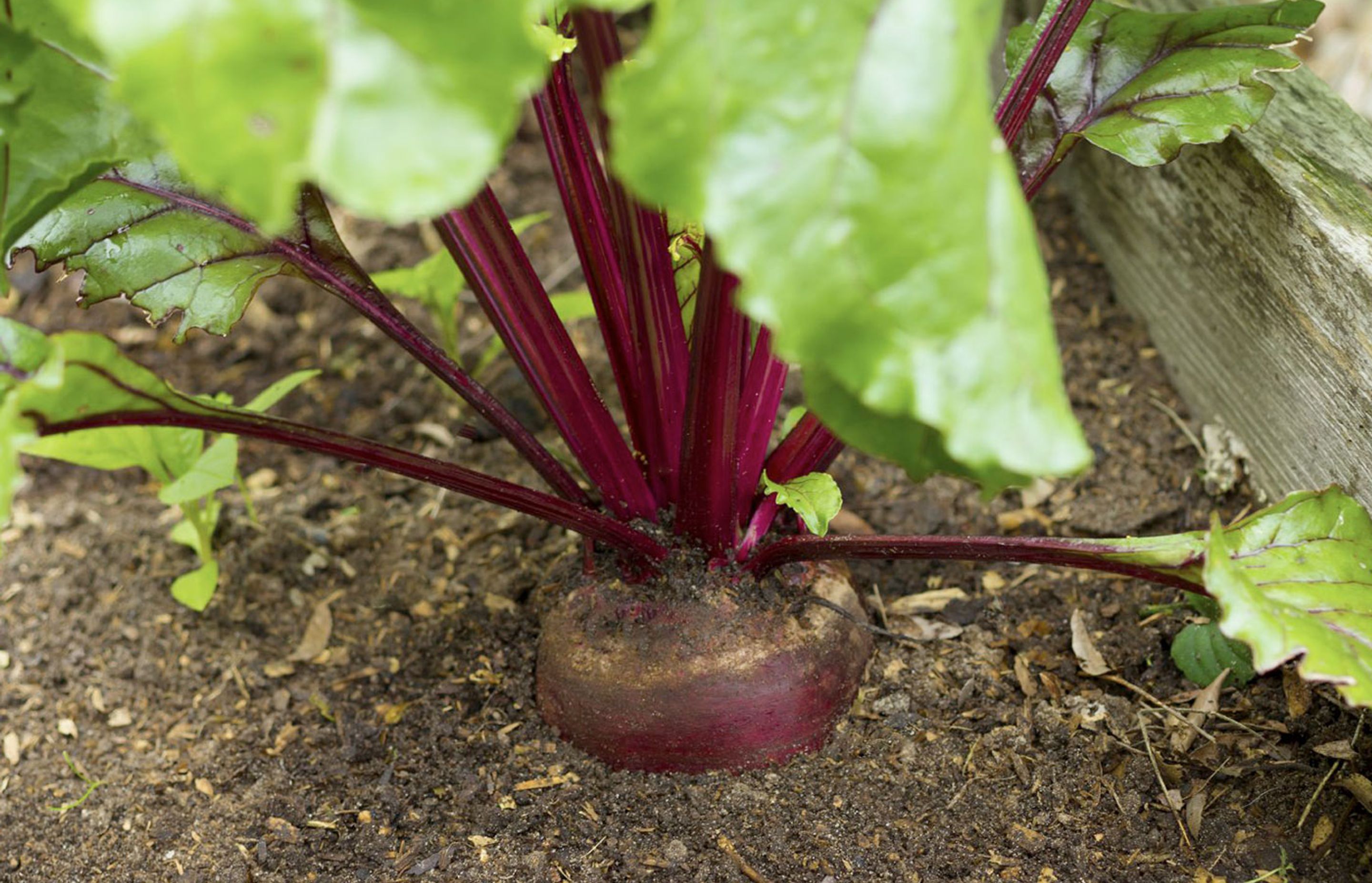 Winter Vegetables