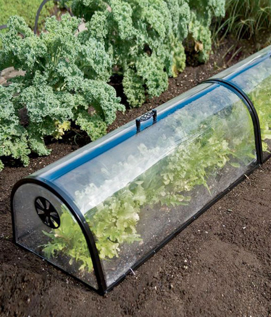 Winter Vegetables