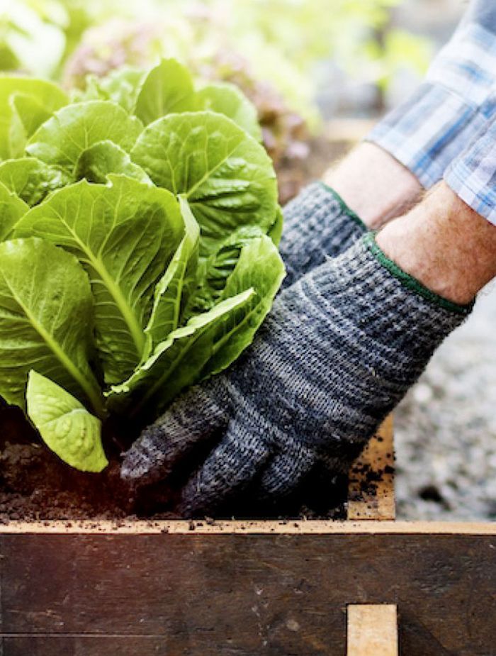 Winter Vegetables