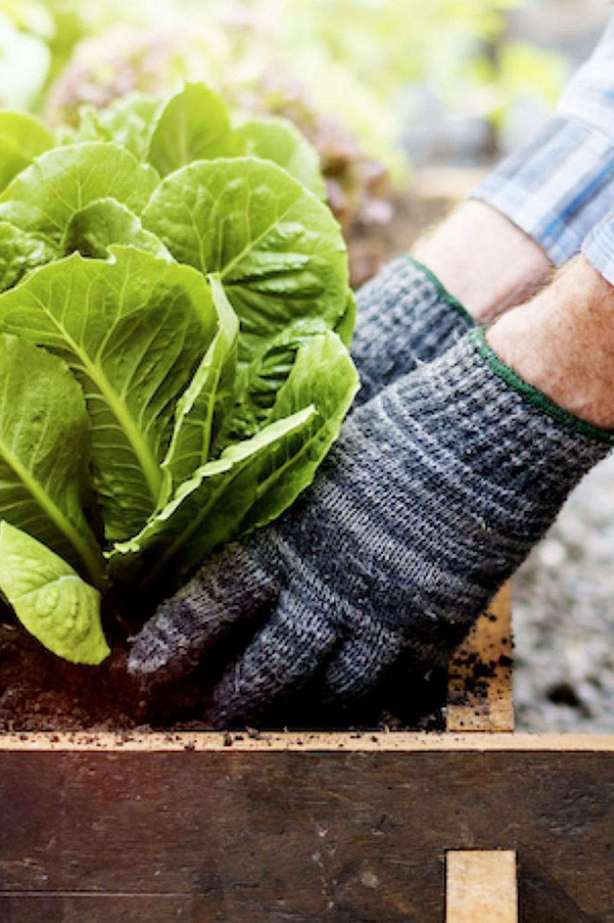 Winter Vegetables