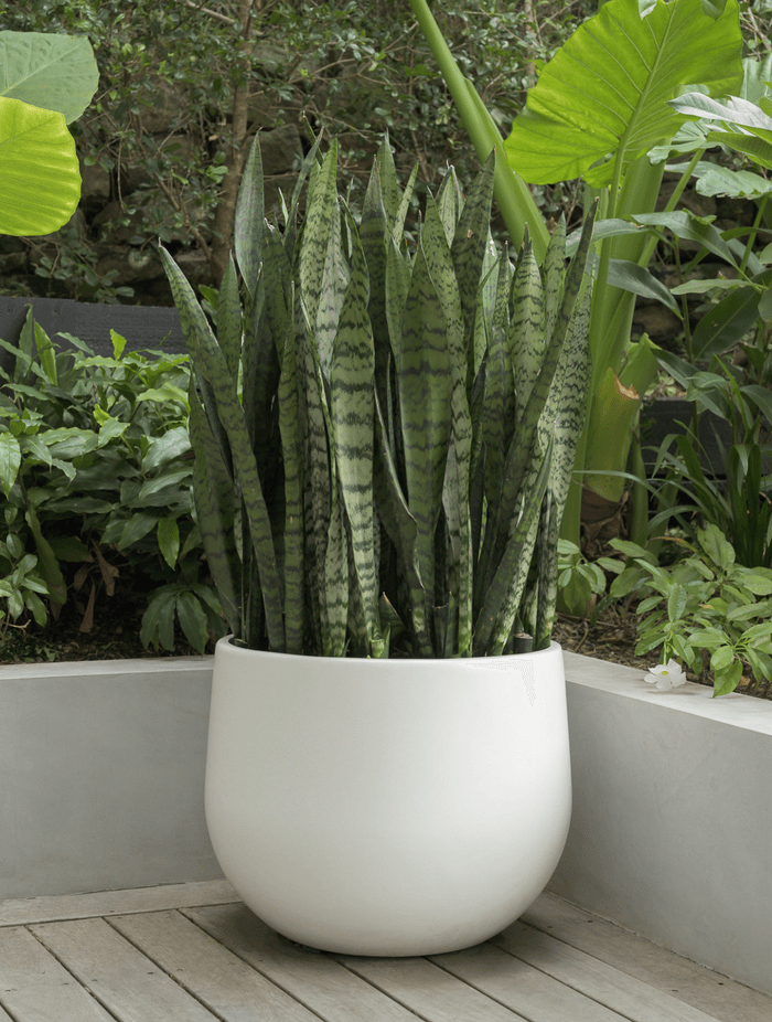 Sansevieria.png