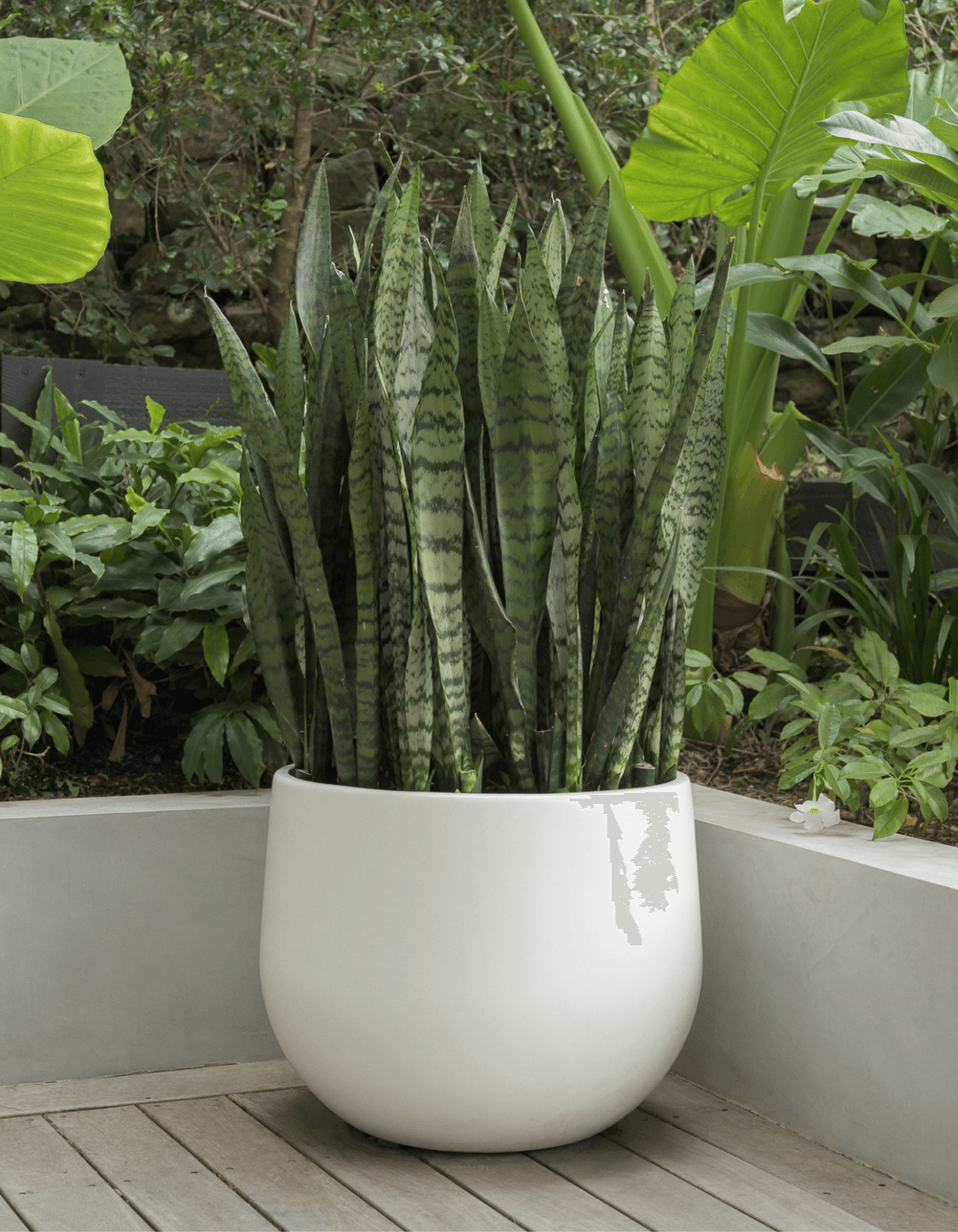 Sansevieria.png