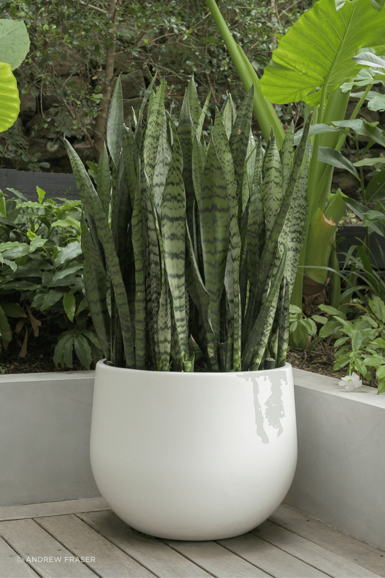 Sansevieria.png