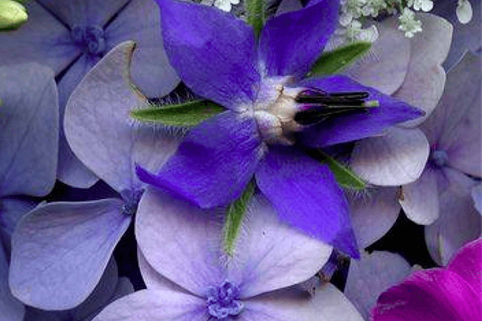 The Colour Purple – Psychological Properties