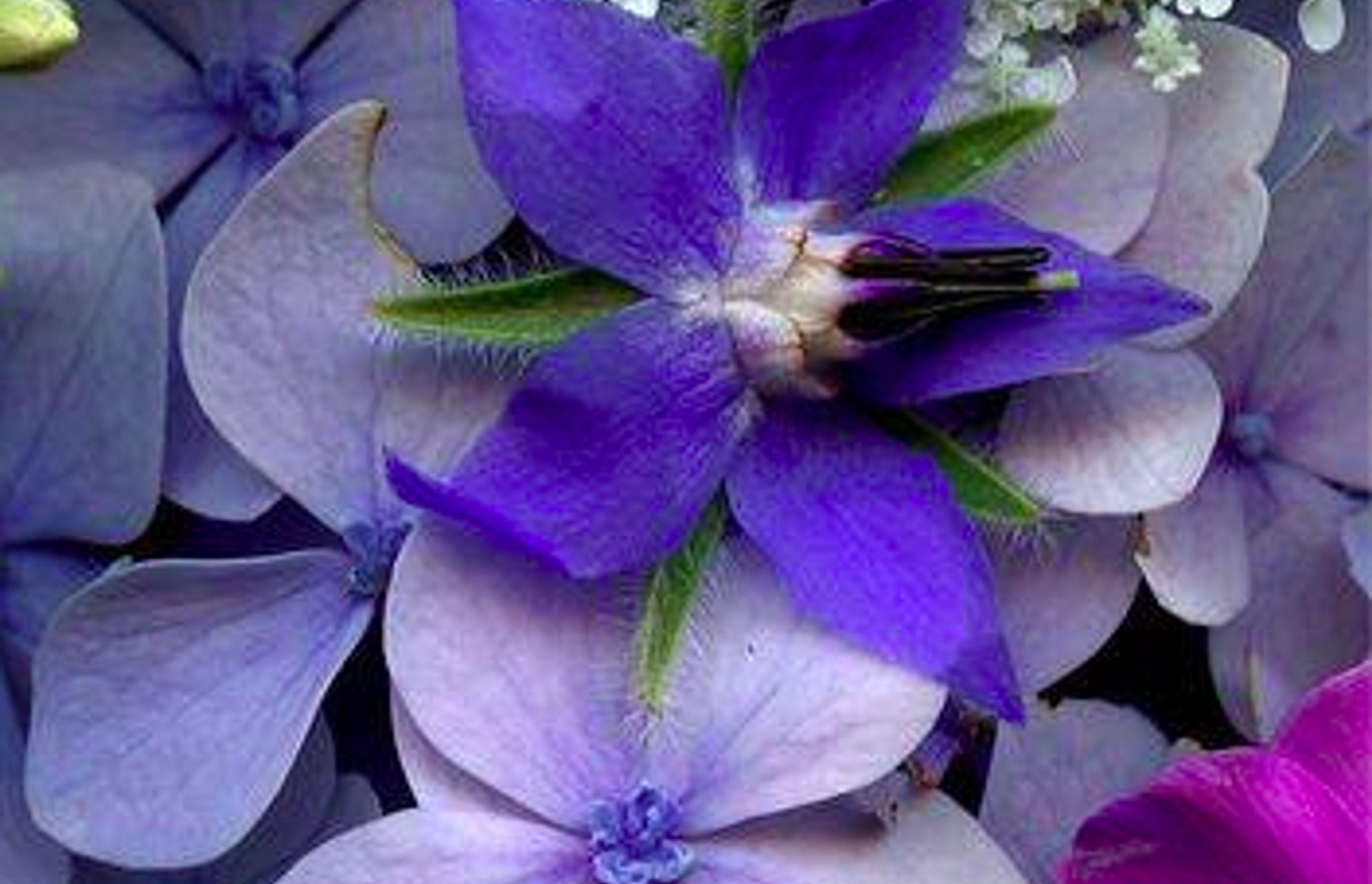 The Colour Purple – Psychological Properties