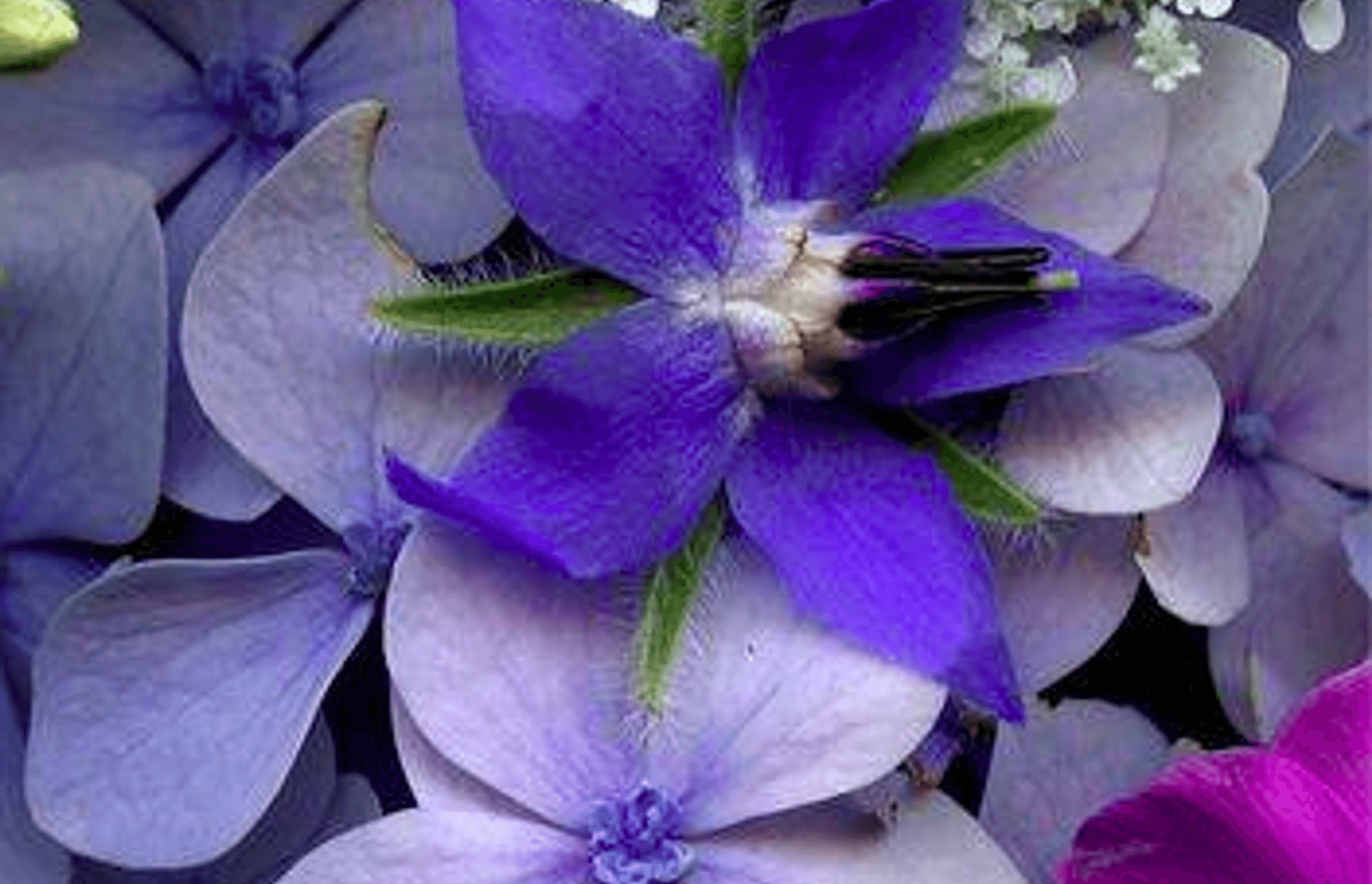 The Colour Purple – Psychological Properties