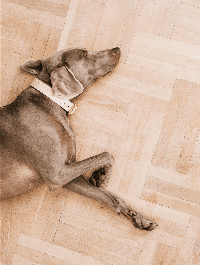 Pet Proof Your Timber Flooring