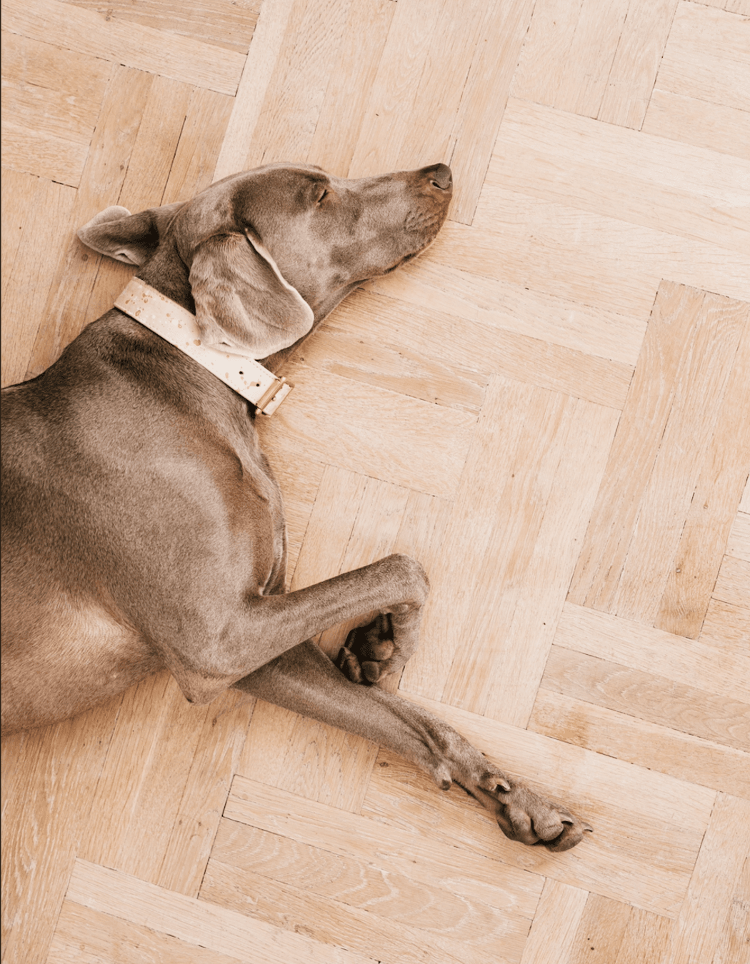 Pet Proof Your Timber Flooring