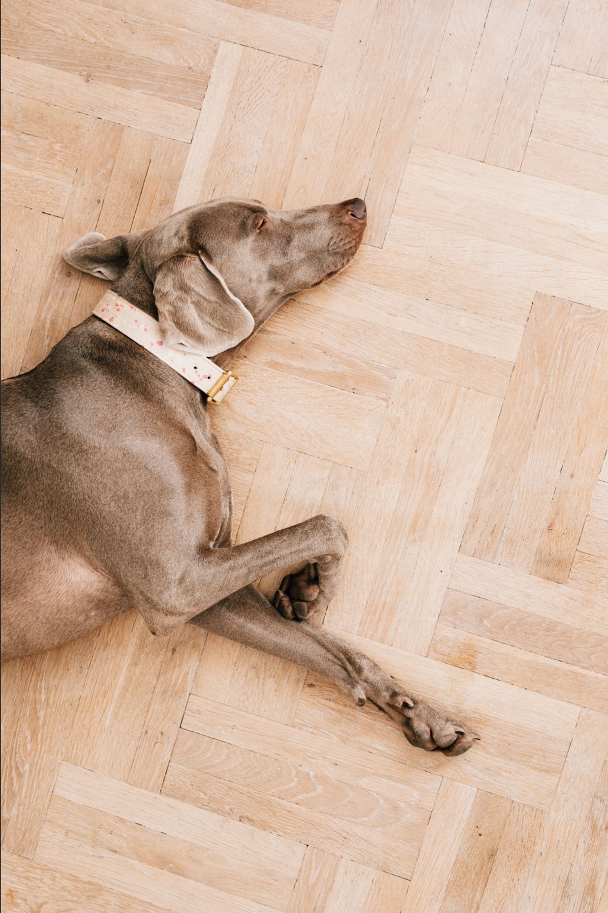 Pet Proof Your Timber Flooring