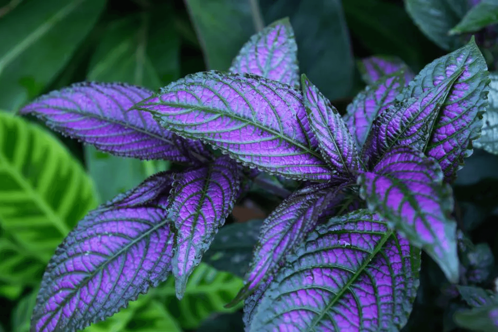 Project Image: Landsberg Garden Design, Ashleigh Lane Photography