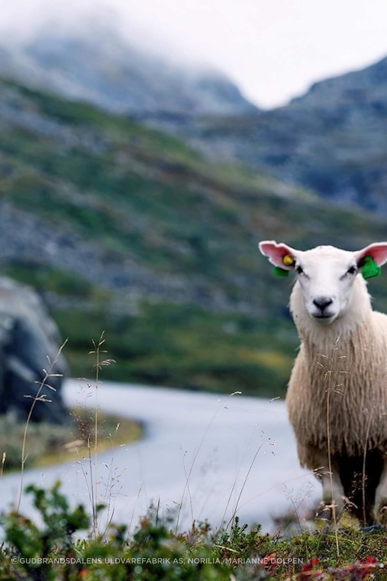 Sheeps1280x800.jpeg