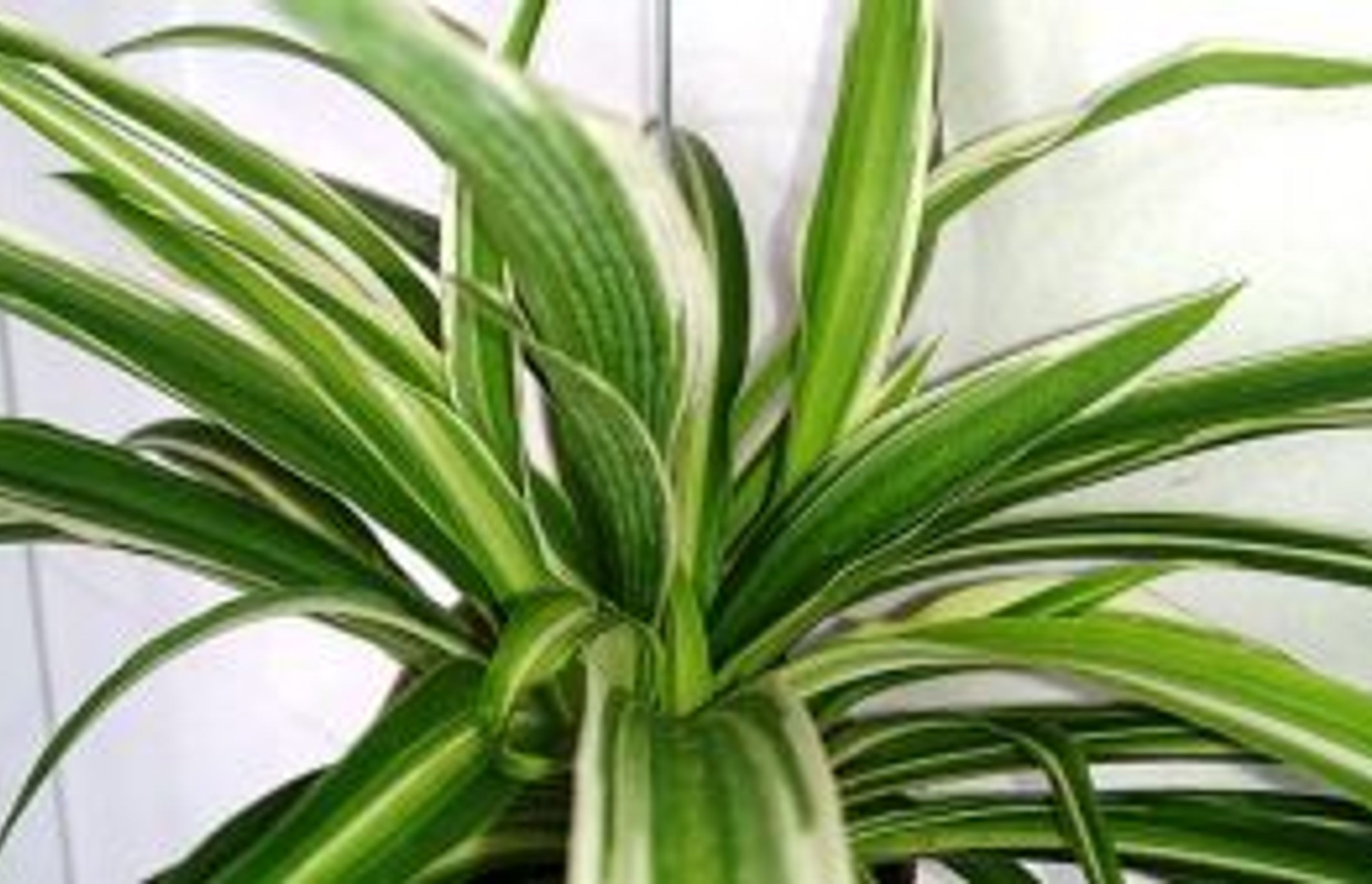 Pet Friendly Plants For Your Home