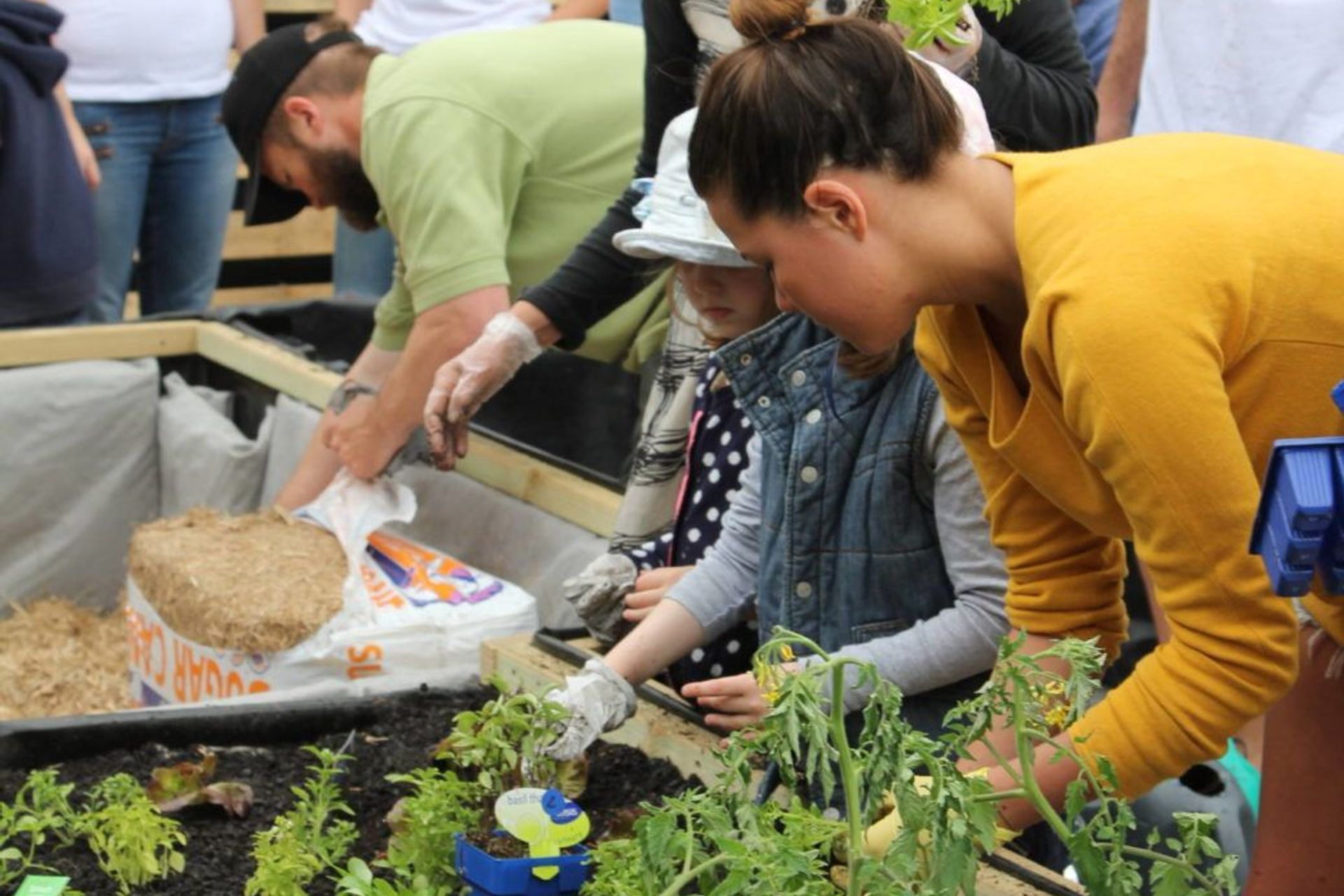 Gardening during Isolation